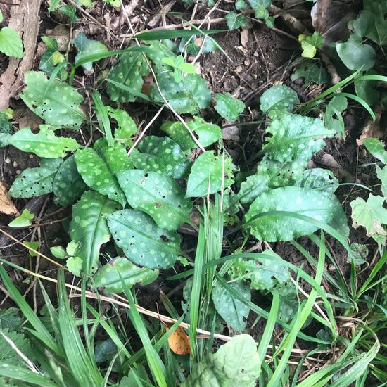 Geflecktes Lungenkraut: Pflanze im Habitat Wald der gemäßigten Breiten in der NatureSpots App