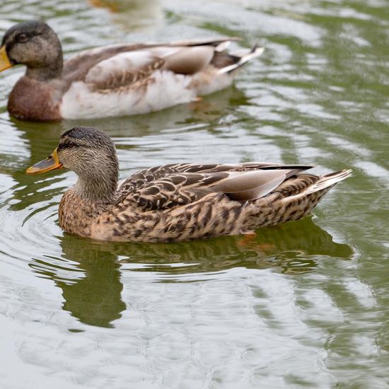 Mallard: Animal in habitat Artificial freshwater in the NatureSpots App