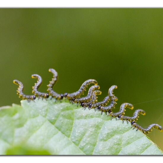 Breitfüßige Erlenblattwespe: Tier im Habitat Naturnahe Wiese in der NatureSpots App