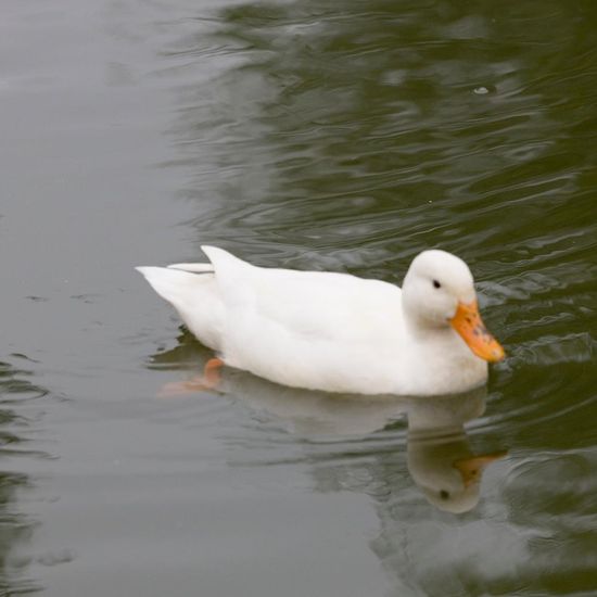 Mallard: Animal in habitat Artificial freshwater in the NatureSpots App