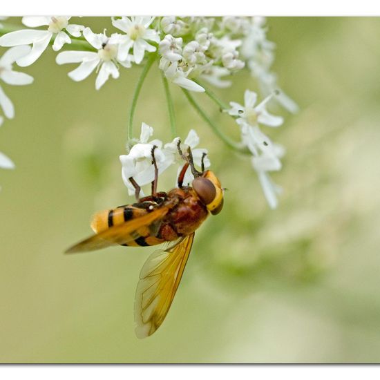 Hornissenschwebfliege: Tier im Habitat Naturnahe Wiese in der NatureSpots App