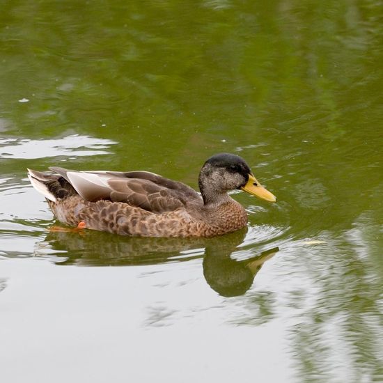 Mallard: Animal in habitat Artificial freshwater in the NatureSpots App