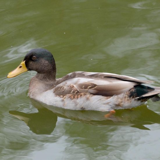 Mallard: Animal in habitat Artificial freshwater in the NatureSpots App