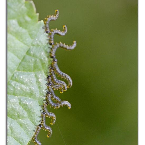 Breitfüßige Erlenblattwespe: Tier im Habitat Naturnahe Wiese in der NatureSpots App
