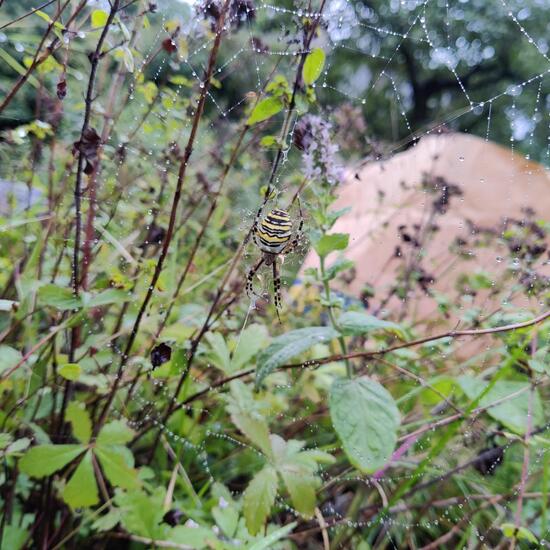 Wespenspinne: Tier im Habitat Garten in der NatureSpots App