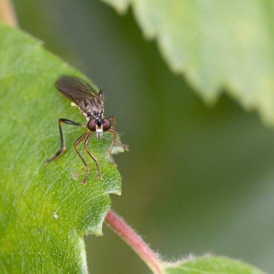 Dioctria hyalipennis: Tier im Habitat Industrie in der NatureSpots App