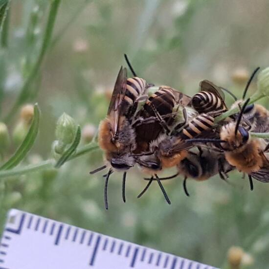 Echte Bienen: Tier im Habitat Brache in der NatureSpots App