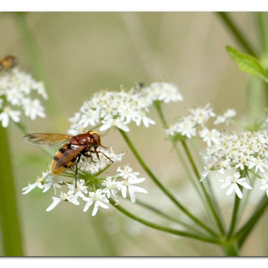 Hornissenschwebfliege: Tier im Habitat Naturnahe Wiese in der NatureSpots App