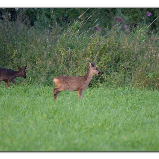 Roe deer: Animal in habitat Forest in the NatureSpots App