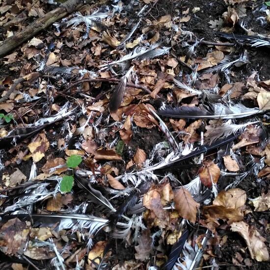 Eine unbekannte Art: Tier im Habitat Wald der gemäßigten Breiten in der NatureSpots App