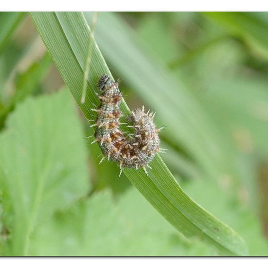 Vanessa atalanta: Animal in habitat Natural Meadow in the NatureSpots App