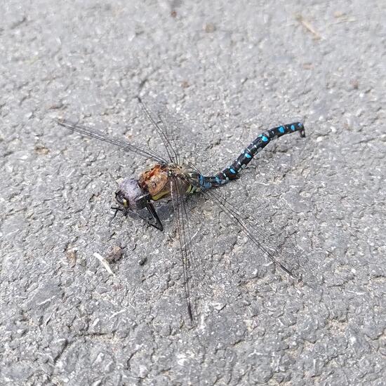 Migrant Hawker: Animal in habitat Road or Transportation in the NatureSpots App