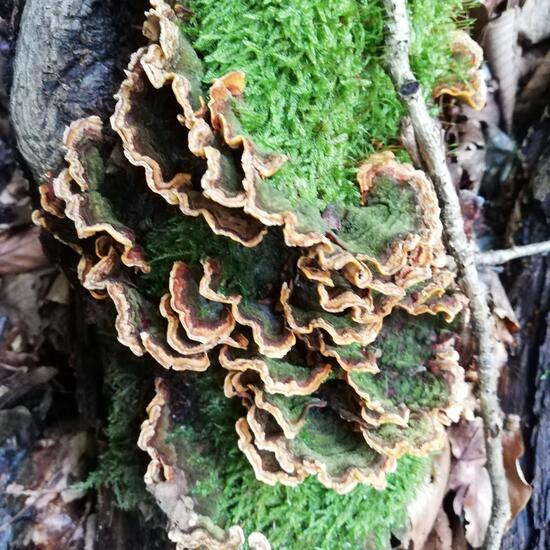 Trametes versicolor: Mushroom in habitat Temperate forest in the NatureSpots App