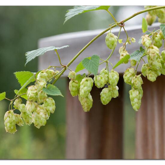 Humulus lupulus: Plant in habitat Natural in the NatureSpots App