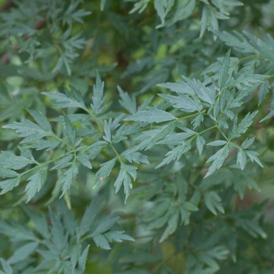 Sambucus nigra var. laciniata: Plant in habitat Commerce or Industrial in the NatureSpots App