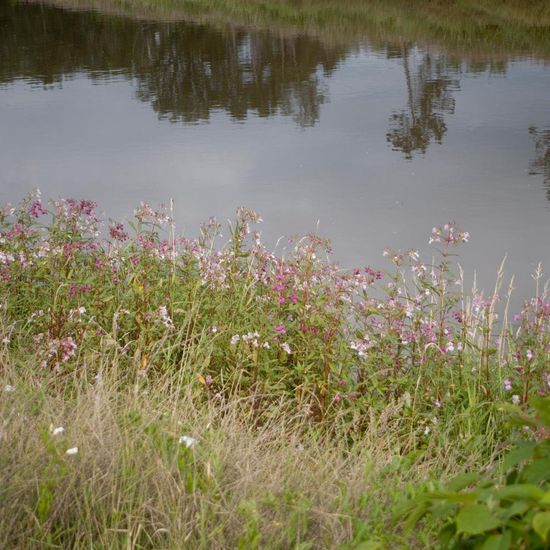 Landscape: Freshwater in habitat River in the NatureSpots App