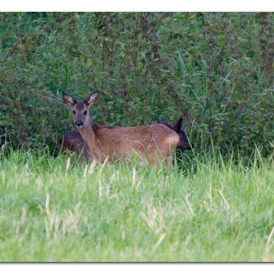 Roe deer: Animal in habitat Forest in the NatureSpots App