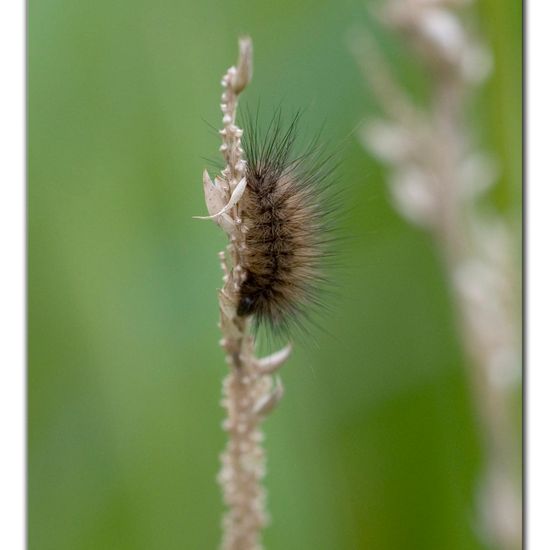 Phragmatobia fuliginosa: Animal in habitat Natural Meadow in the NatureSpots App