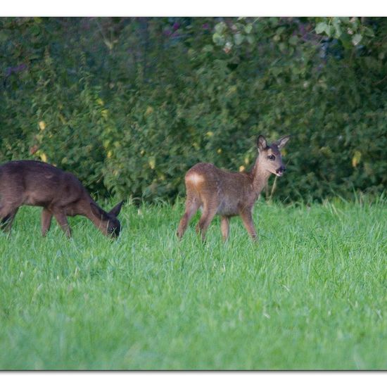 Roe deer: Animal in habitat Forest in the NatureSpots App