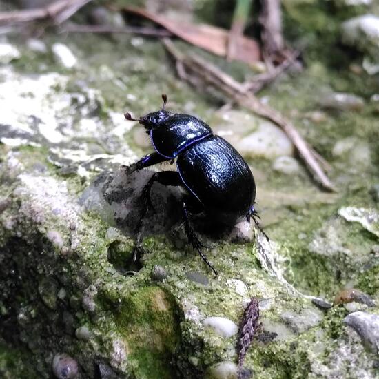 Gemeiner Mistkäfer: Tier im Habitat Wald der gemäßigten Breiten in der NatureSpots App