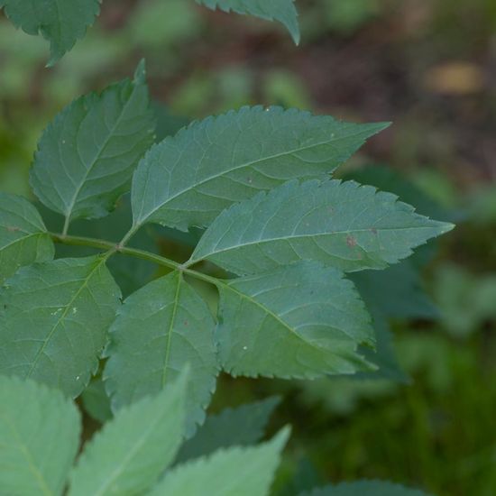 Sambucus nigra: Plant in habitat Commerce or Industrial in the NatureSpots App