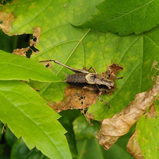 Gemeine Strauchschrecke: Tier im Habitat Wald der gemäßigten Breiten in der NatureSpots App