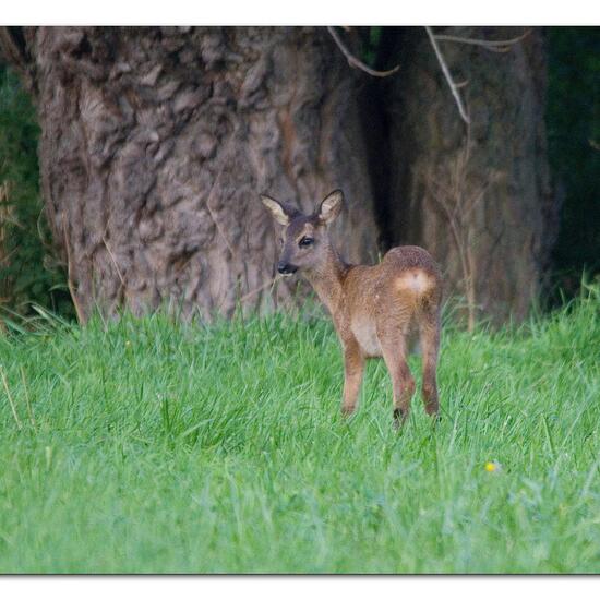 Reh: Tier im Habitat Wald in der NatureSpots App