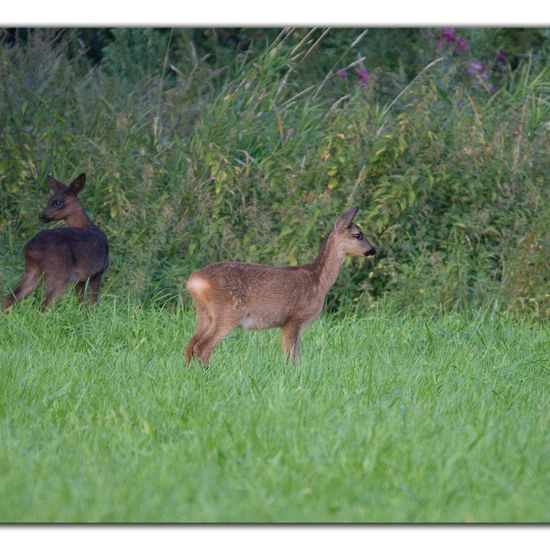 Reh: Tier im Habitat Wald in der NatureSpots App