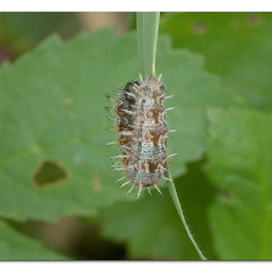 Vanessa atalanta: Animal in habitat Natural Meadow in the NatureSpots App