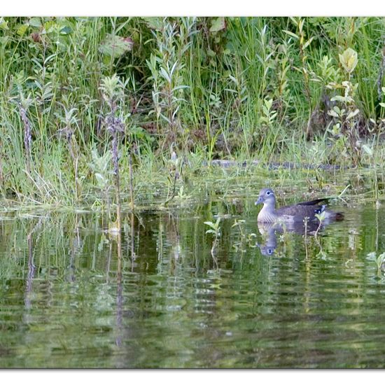 Mandarinente: Tier im Habitat Grasland und Büsche in der NatureSpots App