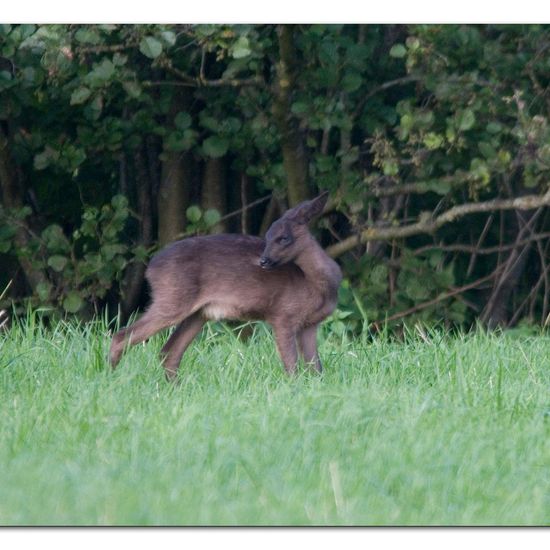 Reh: Tier im Habitat Wald in der NatureSpots App