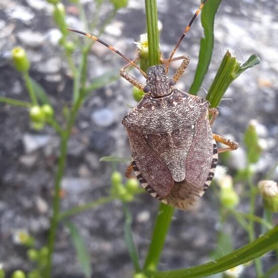 Waldwächter: Tier in der Natur in der NatureSpots App