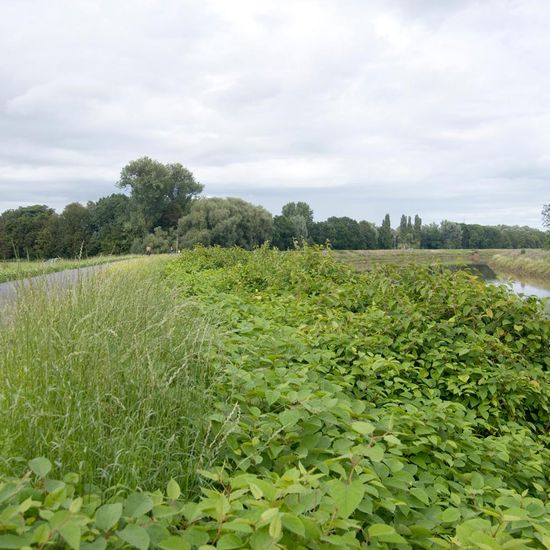 Landschaft: Süßwasser im Habitat Fluss in der NatureSpots App