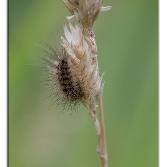 Zimtbär: Tier im Habitat Naturnahe Wiese in der NatureSpots App