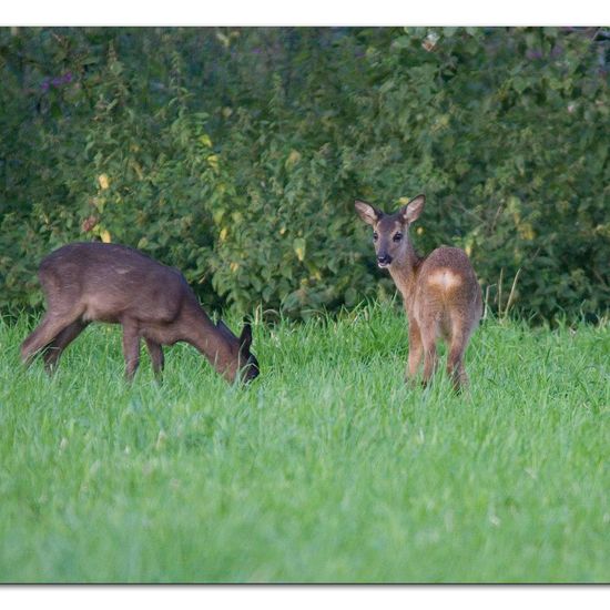 Reh: Tier im Habitat Wald in der NatureSpots App