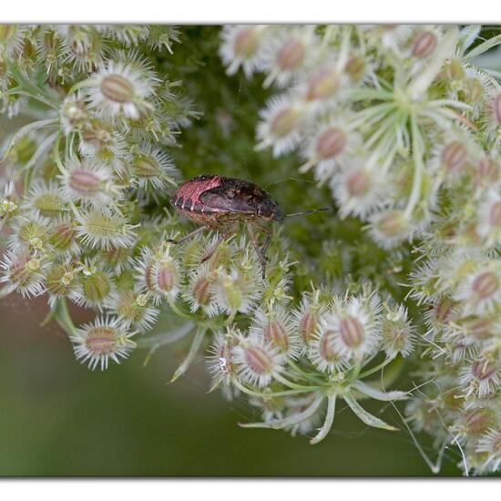 Dolycoris baccarum: Animal in habitat City or Urban habitat in the NatureSpots App