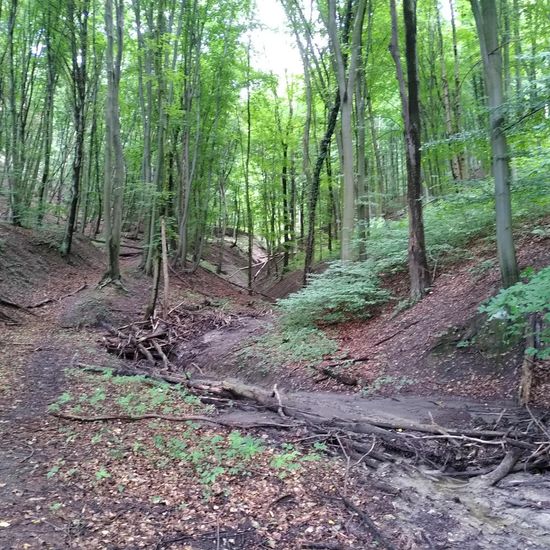 Landschaft: Süßwasser im Habitat Bach in der NatureSpots App