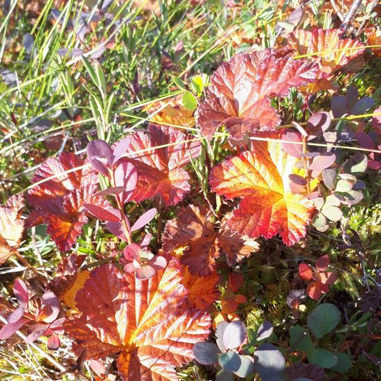 Moltebeere: Pflanze im Habitat Habitat manuell eingeben in der NatureSpots App