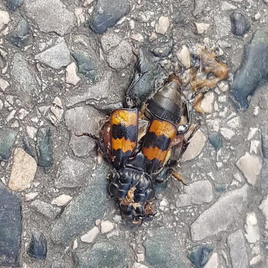 Burying beetle: Animal in habitat City and Urban in the NatureSpots App