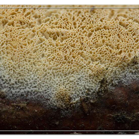 Schizopora paradoxa: Mushroom in habitat Boreal forest in the NatureSpots App