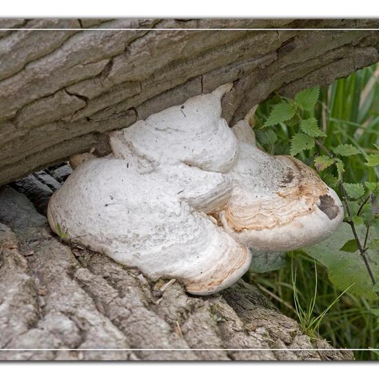 Fomes fomentarius: Mushroom in habitat Grassland in the NatureSpots App