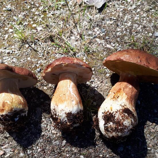 Boletus reticulatus: Mushroom in habitat Boreal forest in the NatureSpots App