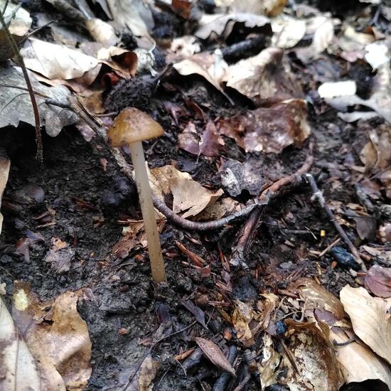 Grubiger Wurzelrübling: Pilz im Habitat Wald der gemäßigten Breiten in der NatureSpots App