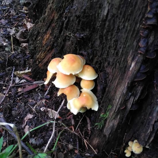 Hypholoma fasciculare: Mushroom in habitat Temperate forest in the NatureSpots App