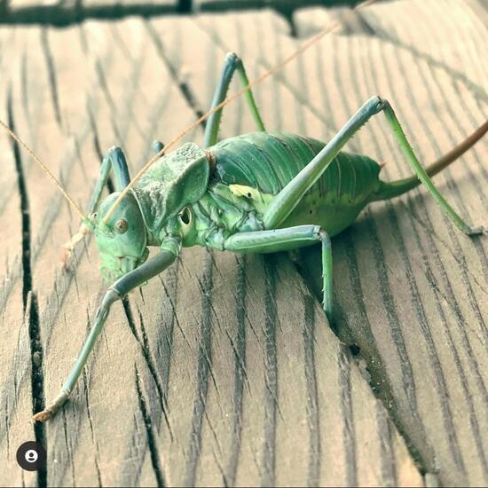 Ephippiger diurnus: Tier im Habitat Anderes Berg/Fels-Habitat in der NatureSpots App