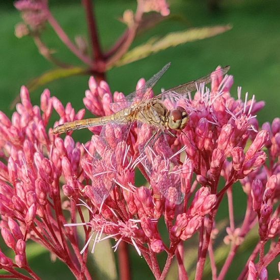 Sympetrum: Animal in habitat Garden in the NatureSpots App