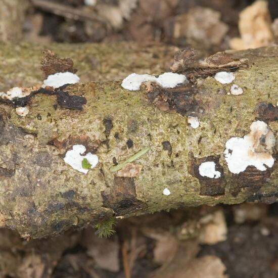 Byssomerulius corium: Mushroom in habitat Boreal forest in the NatureSpots App