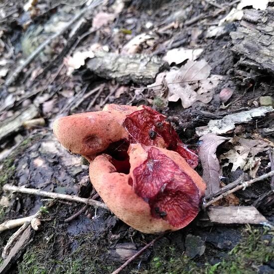 Fistulina hepatica: Mushroom in habitat Temperate forest in the NatureSpots App