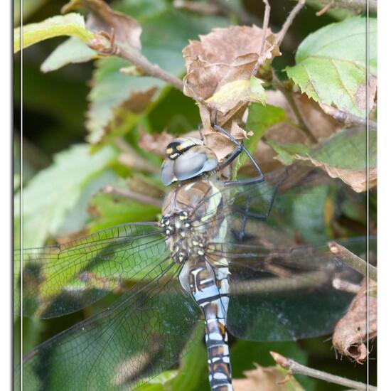 Migrant Hawker: Animal in habitat Garden in the NatureSpots App