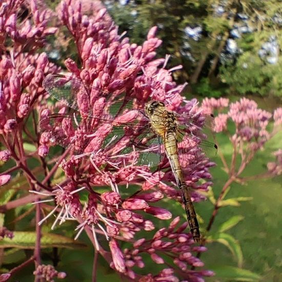 Heidelibellen: Tier im Habitat Garten in der NatureSpots App